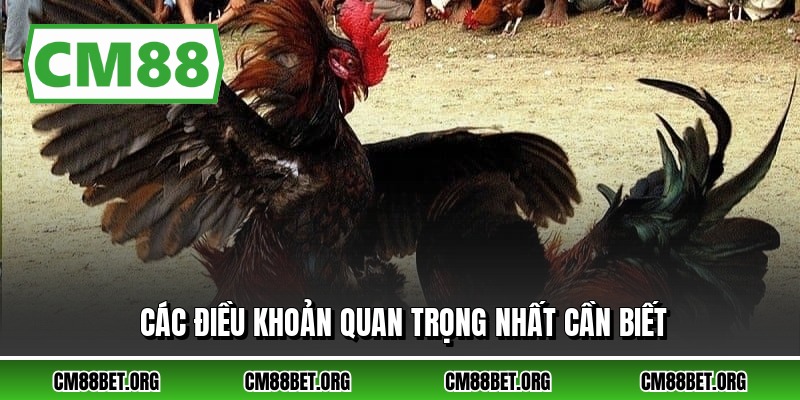 Các điều khoản quan trọng nhất cần biết
