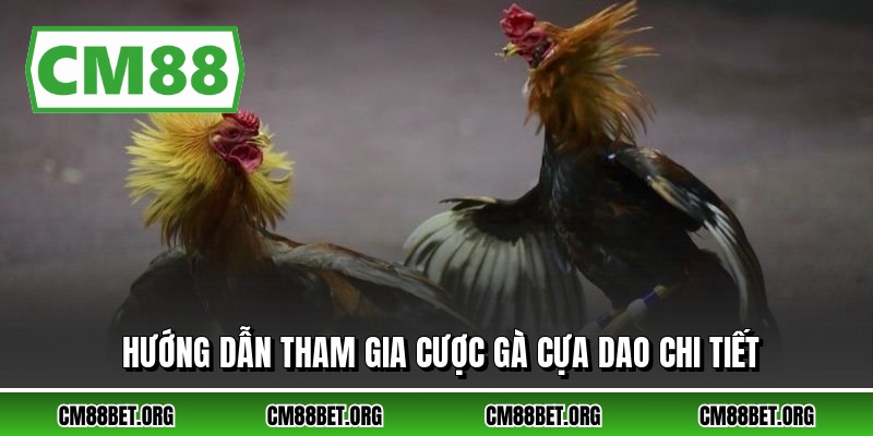 Hướng dẫn tham gia cược gà cựa dao chi tiết