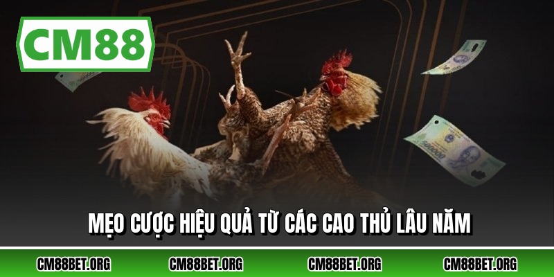 Mẹo cược hiệu quả từ các cao thủ lâu năm