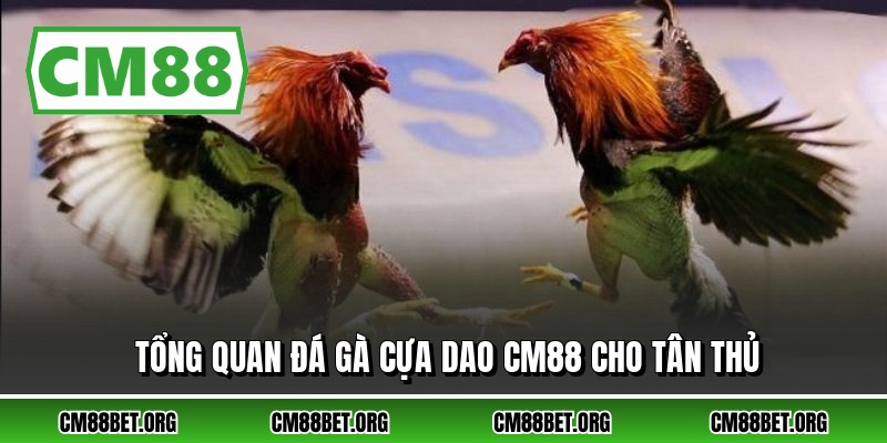 Tổng quan đá gà cựa dao CM88 cho tân thủ