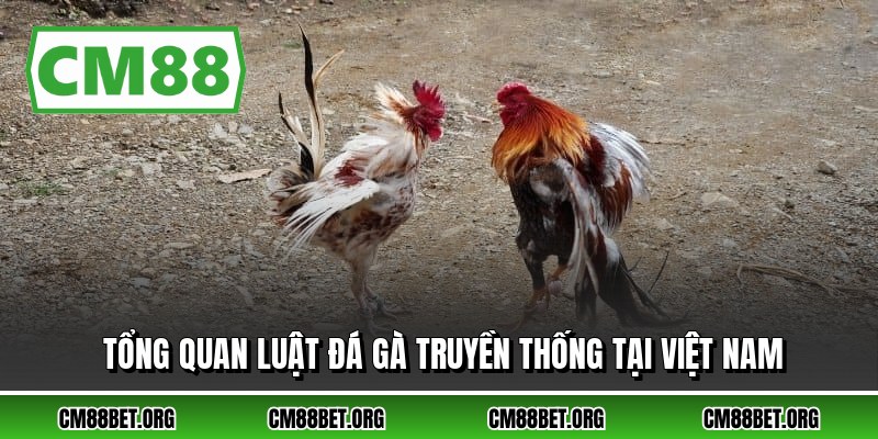 Tổng quan luật đá gà truyền thống tại Việt Nam